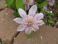 Pilu Clematis / Clematis 